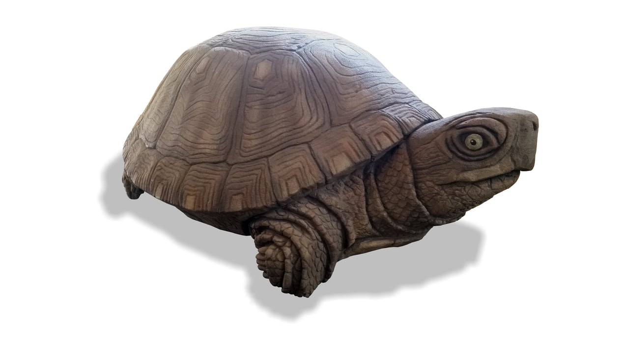 Box Turtle
